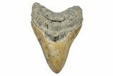 Serrated, Fossil Megalodon Tooth - North Carolina #245761-1